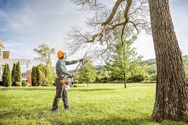 Best Arborist Consultation Services  in Olyphant, PA